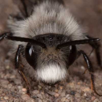 Andrena cineraria