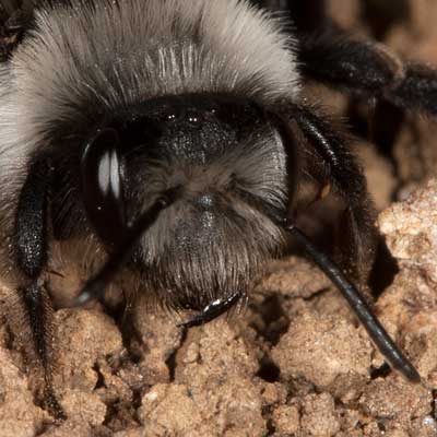 Andrena cineraria