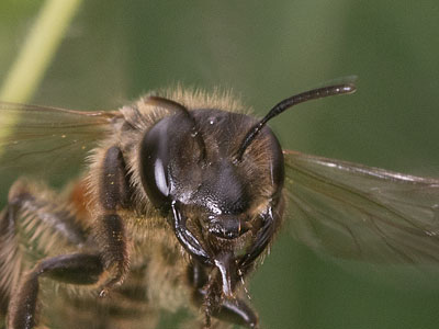 Andrena florea