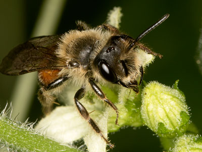 Andrena florea