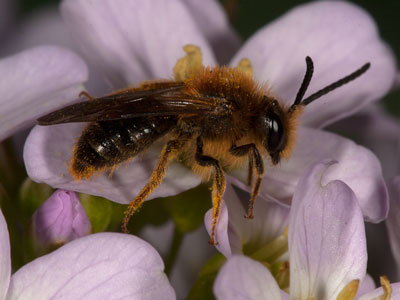 Andrena haemorrhoa