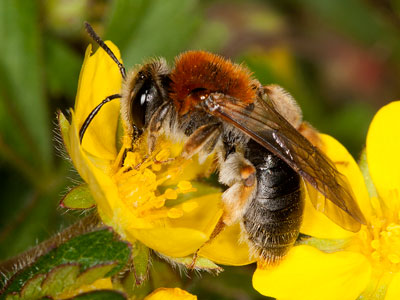 Andrena haemorrhoa