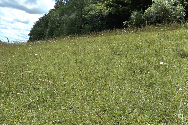 Anthidium byssinum Nistplatz