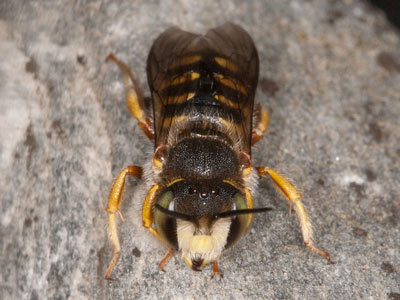 Anthidium oblongatum