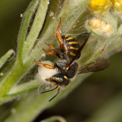 Anthidium oblongatum