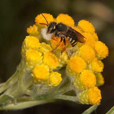 Anthidium oblongatum