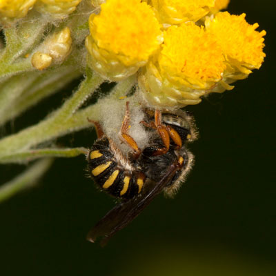 Anthidium oblongatum