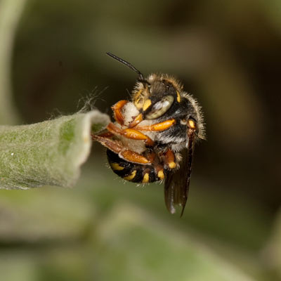 Anthidium oblongatum