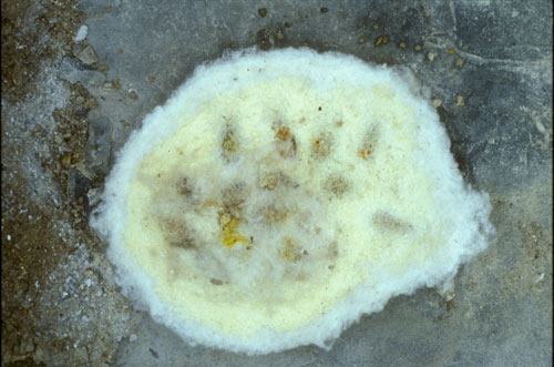 Anthidium oblongatum Nest
