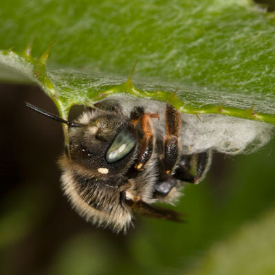 Anthidium punctatum