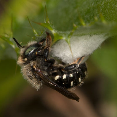 Anthidium punctatum