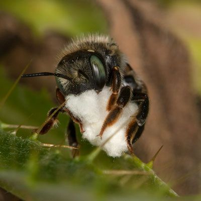Anthidium punctatum