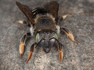 Anthidium punctatum
