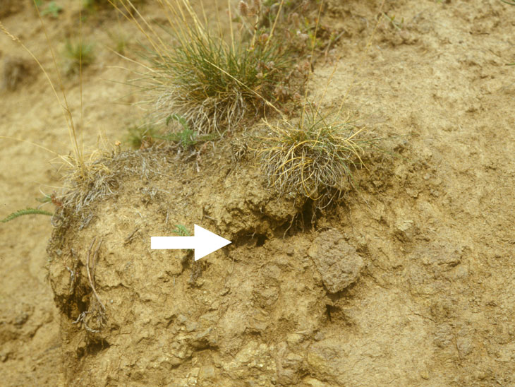 Anthidium punctatum Nest