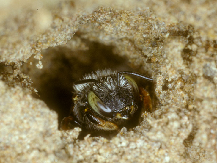 Anthidium punctatum Nest