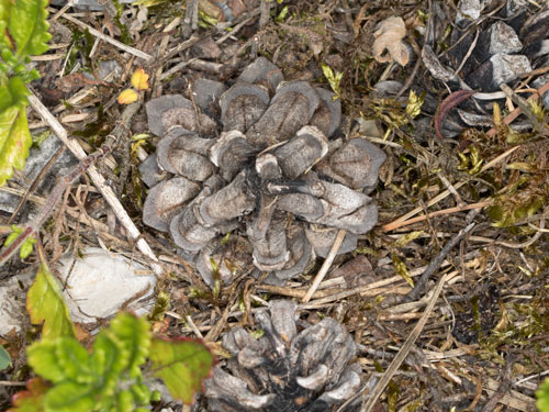 Anthidium punctatum Nest