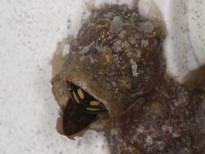 Anthidium strigatum Nest