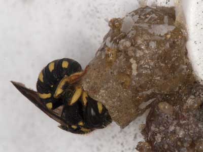 Anthidium strigatum Nest