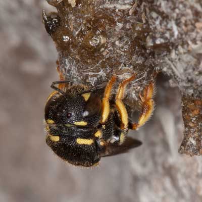 Anthidium strigatum