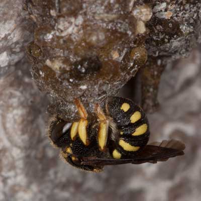 Anthidium strigatum