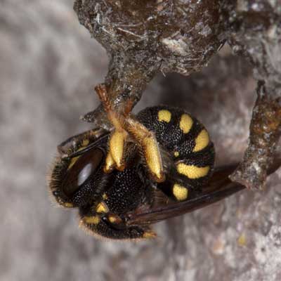 Anthidium strigatum
