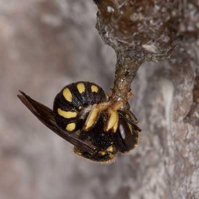 Anthidium strigatum