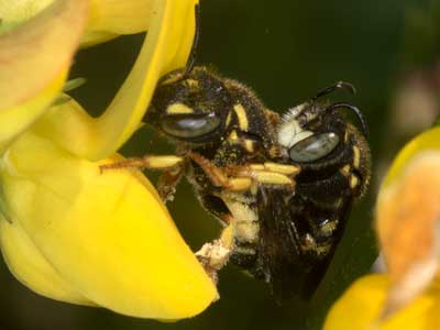 Anthidium strigatum