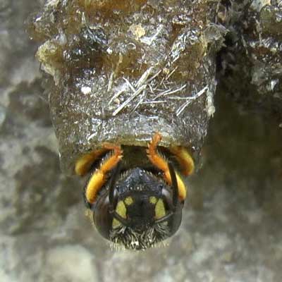 Anthidium strigatum