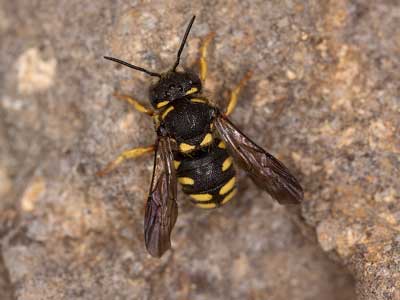 Anthidium strigatum