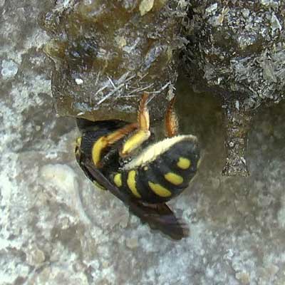 Anthidium strigatum