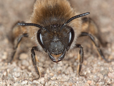 Colletes daviesanus