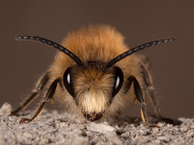 Hylaeus communis