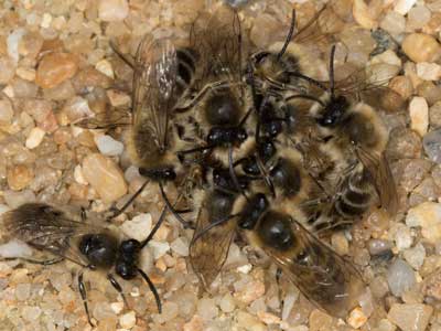 Colletes cunicularius