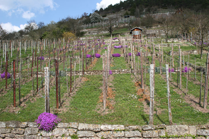Hirschauer Berg