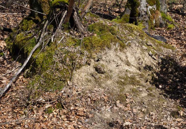 Nistplatz von Andrena cineraria