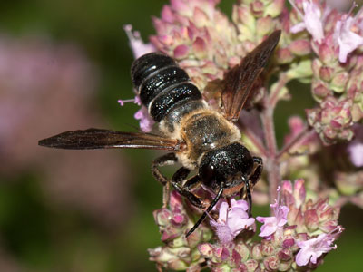 Megachile sculpturalis