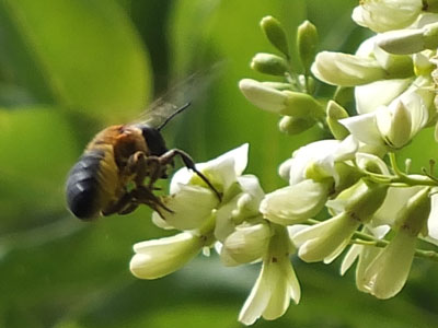 Megachile sculpturalis
