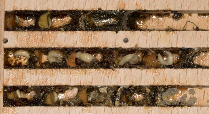 Megachile sculpturalis Nester
