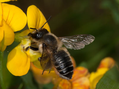 Megachile willughbiella