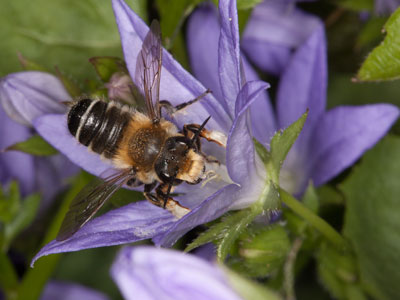 Megachile willughbiella