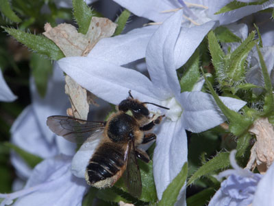 Megachile willughbiella