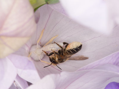Megachile willughbiella