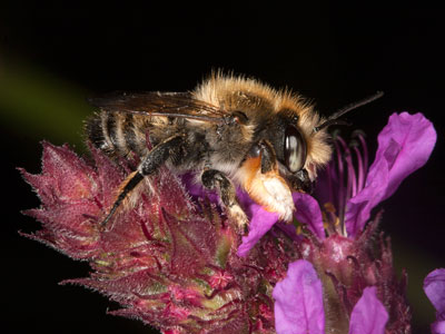 Megachile willughbiella
