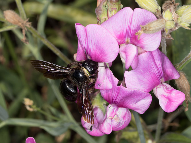 Xylocopa violacea