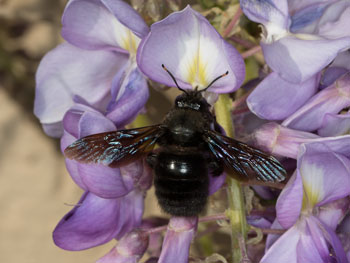 xylocopa_violacea_19_0275_1100
