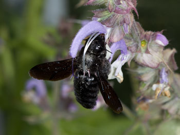 xylocopa_violacea_2008_4_9557_1100
