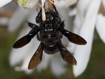 xylocopa_violacea_cop_18_0033_350
