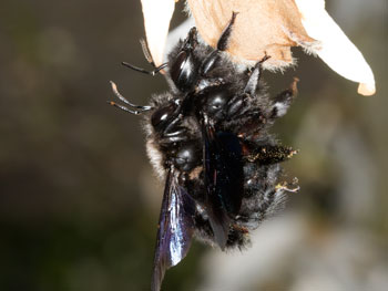 xylocopa_violacea_cop_18_0034_1100