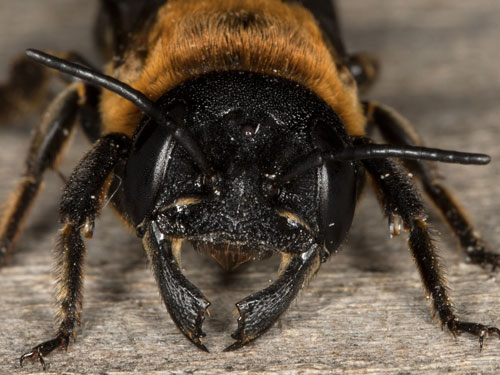 Megachile sculpturalis