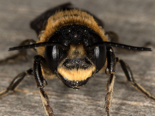 Megachile sculpturalis